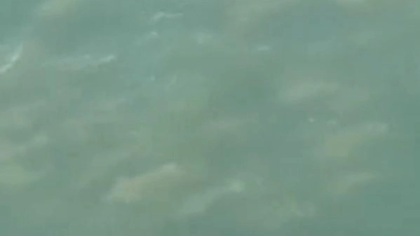 Almeno 50 squali a Long Island